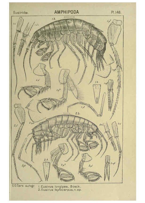 Reproducción/Reproduction 6195468860: An account of the Crustacea of Norway. v.1 Amphipoda (plates) Christiania,A. Cammermeyer,1895-1928