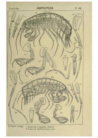 Reproducción/Reproduction 6195468860: An account of the Crustacea of Norway. v.1 Amphipoda (plates) Christiania,A. Cammermeyer,1895-1928