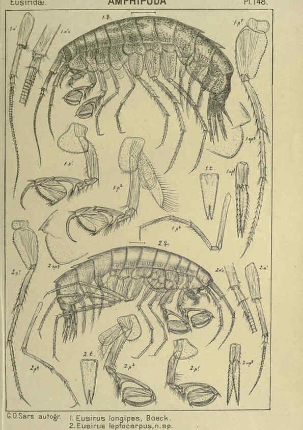Reproducción/Reproduction 6195468860: An account of the Crustacea of Norway. v.1 Amphipoda (plates) Christiania,A. Cammermeyer,1895-1928