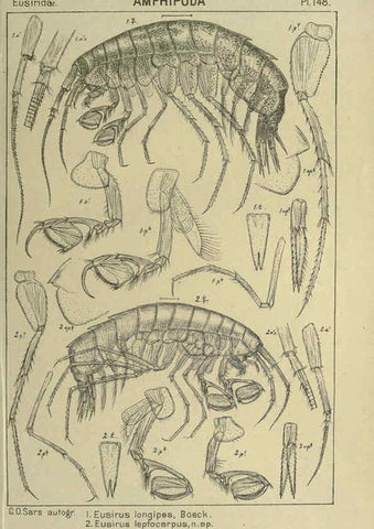 Reproducción/Reproduction 6195468860: An account of the Crustacea of Norway. v.1 Amphipoda (plates) Christiania,A. Cammermeyer,1895-1928