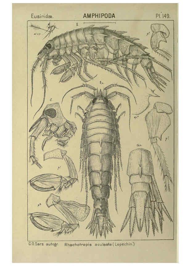 Reproducción/Reproduction 6195469074: An account of the Crustacea of Norway. v.1 Amphipoda (plates) Christiania,A. Cammermeyer,1895-1928