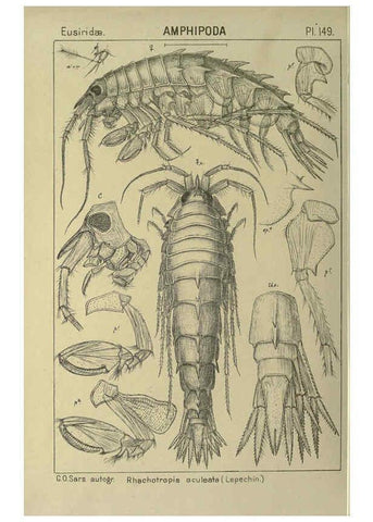 Reproducción/Reproduction 6195469074: An account of the Crustacea of Norway. v.1 Amphipoda (plates) Christiania,A. Cammermeyer,1895-1928