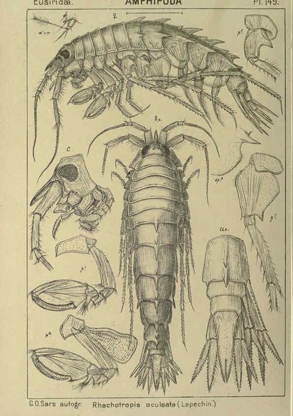 Reproducción/Reproduction 6195469074: An account of the Crustacea of Norway. v.1 Amphipoda (plates) Christiania,A. Cammermeyer,1895-1928