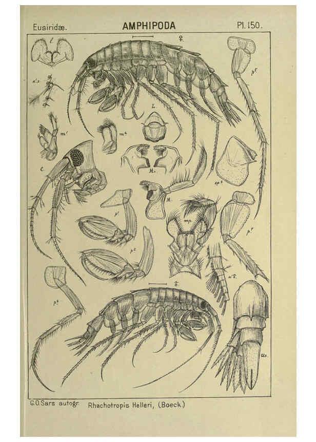 Reproducción/Reproduction 6194952099: An account of the Crustacea of Norway. v.1 Amphipoda (plates) Christiania,A. Cammermeyer,1895-1928