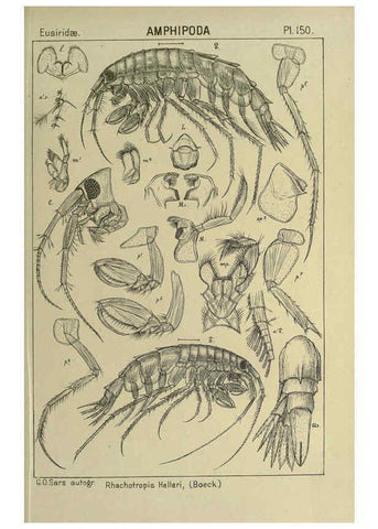 Reproducción/Reproduction 6194952099: An account of the Crustacea of Norway. v.1 Amphipoda (plates) Christiania,A. Cammermeyer,1895-1928