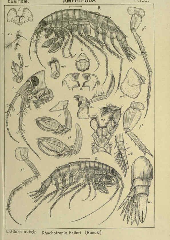 Reproducción/Reproduction 6194952099: An account of the Crustacea of Norway. v.1 Amphipoda (plates) Christiania,A. Cammermeyer,1895-1928