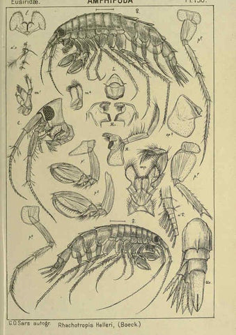 Reproducción/Reproduction 6194952099: An account of the Crustacea of Norway. v.1 Amphipoda (plates) Christiania,A. Cammermeyer,1895-1928