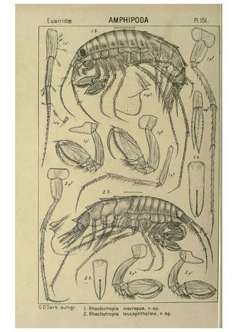 Reproducción/Reproduction 6195469486: An account of the Crustacea of Norway. v.1 Amphipoda (plates) Christiania,A. Cammermeyer,1895-1928