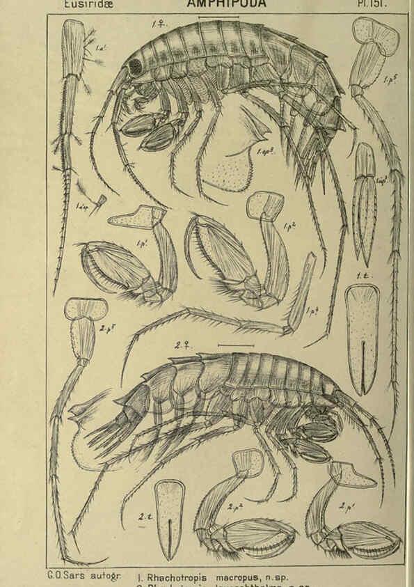 Reproducción/Reproduction 6195469486: An account of the Crustacea of Norway. v.1 Amphipoda (plates) Christiania,A. Cammermeyer,1895-1928