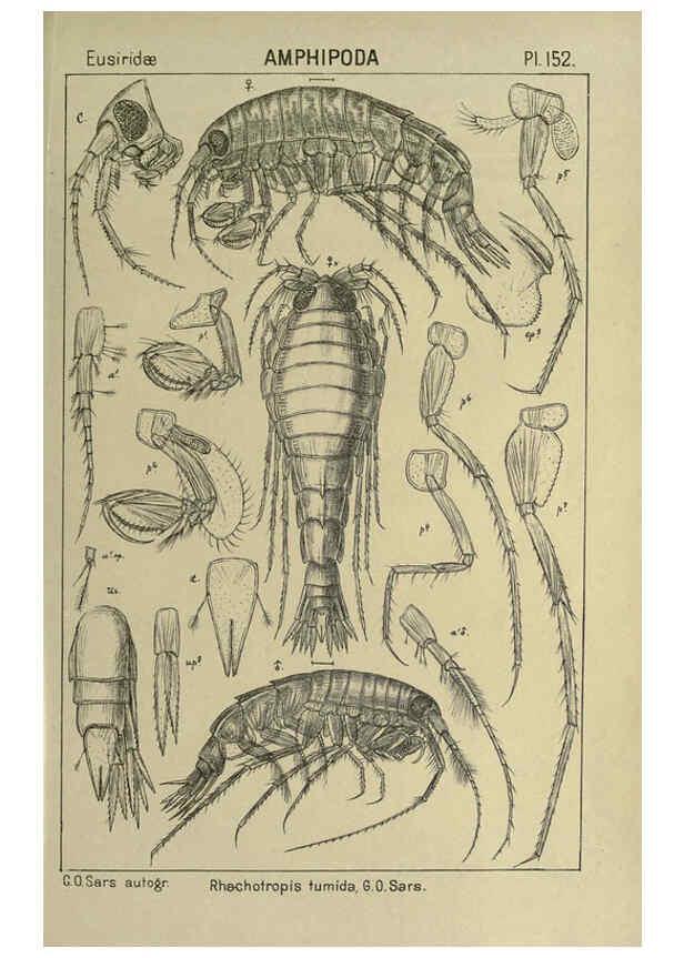 Reproducción/Reproduction 6195469712: An account of the Crustacea of Norway. v.1 Amphipoda (plates) Christiania,A. Cammermeyer,1895-1928