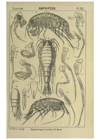 Reproducción/Reproduction 6195469712: An account of the Crustacea of Norway. v.1 Amphipoda (plates) Christiania,A. Cammermeyer,1895-1928