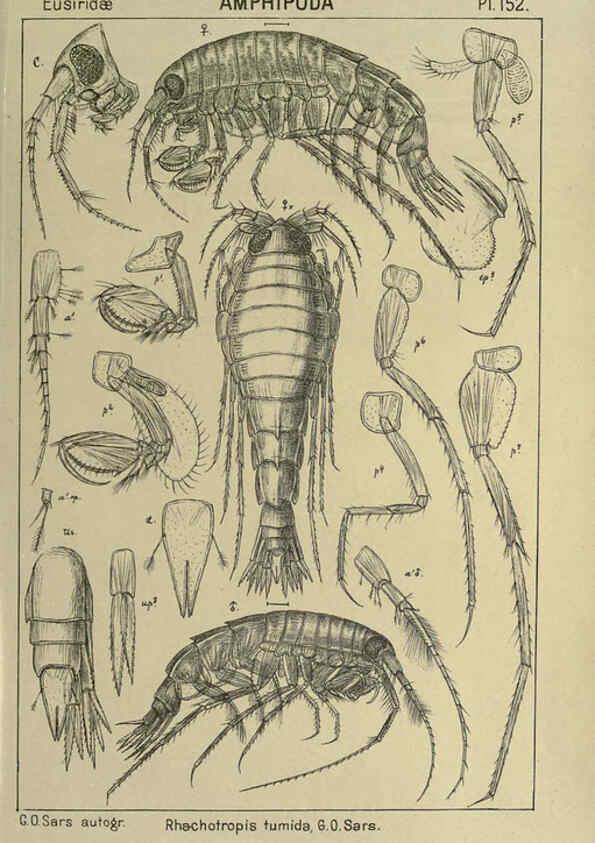 Reproducción/Reproduction 6195469712: An account of the Crustacea of Norway. v.1 Amphipoda (plates) Christiania,A. Cammermeyer,1895-1928