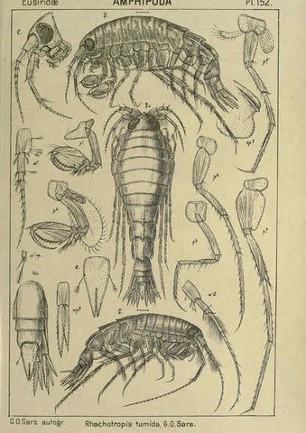 Reproducción/Reproduction 6195469712: An account of the Crustacea of Norway. v.1 Amphipoda (plates) Christiania,A. Cammermeyer,1895-1928