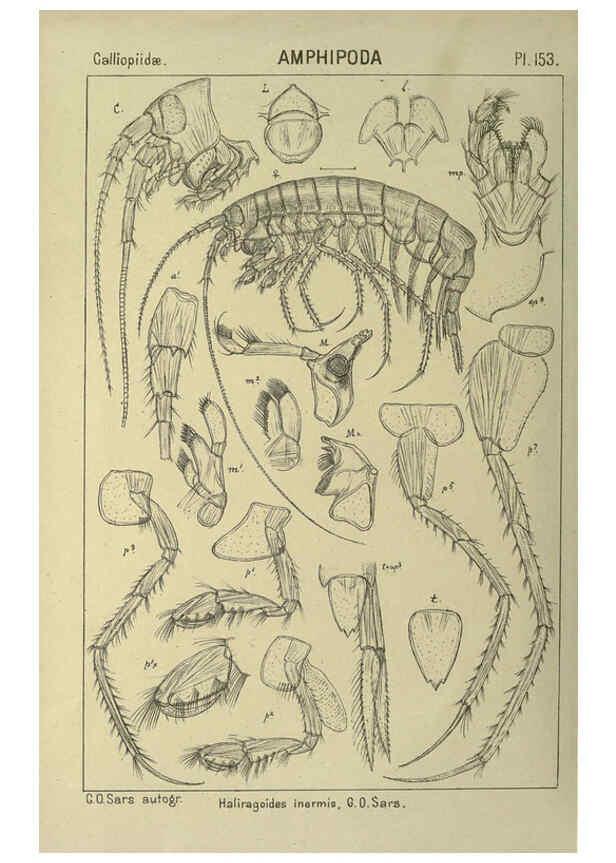 Reproducción/Reproduction 6194952677: An account of the Crustacea of Norway. v.1 Amphipoda (plates) Christiania,A. Cammermeyer,1895-1928