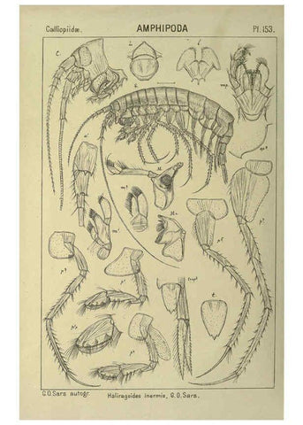 Reproducción/Reproduction 6194952677: An account of the Crustacea of Norway. v.1 Amphipoda (plates) Christiania,A. Cammermeyer,1895-1928