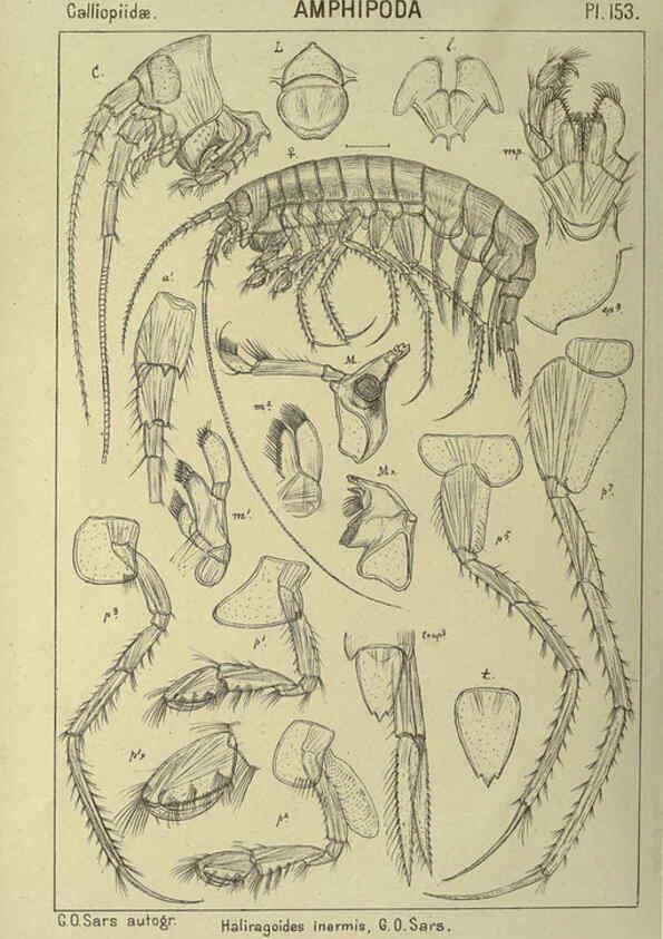 Reproducción/Reproduction 6194952677: An account of the Crustacea of Norway. v.1 Amphipoda (plates) Christiania,A. Cammermeyer,1895-1928