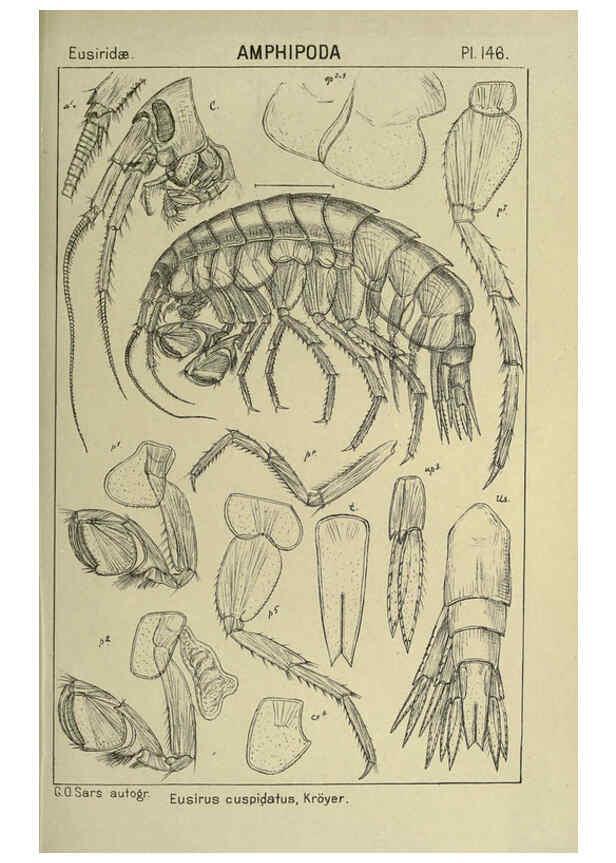 Reproducción/Reproduction 6195468420: An account of the Crustacea of Norway. v.1 Amphipoda (plates) Christiania,A. Cammermeyer,1895-1928