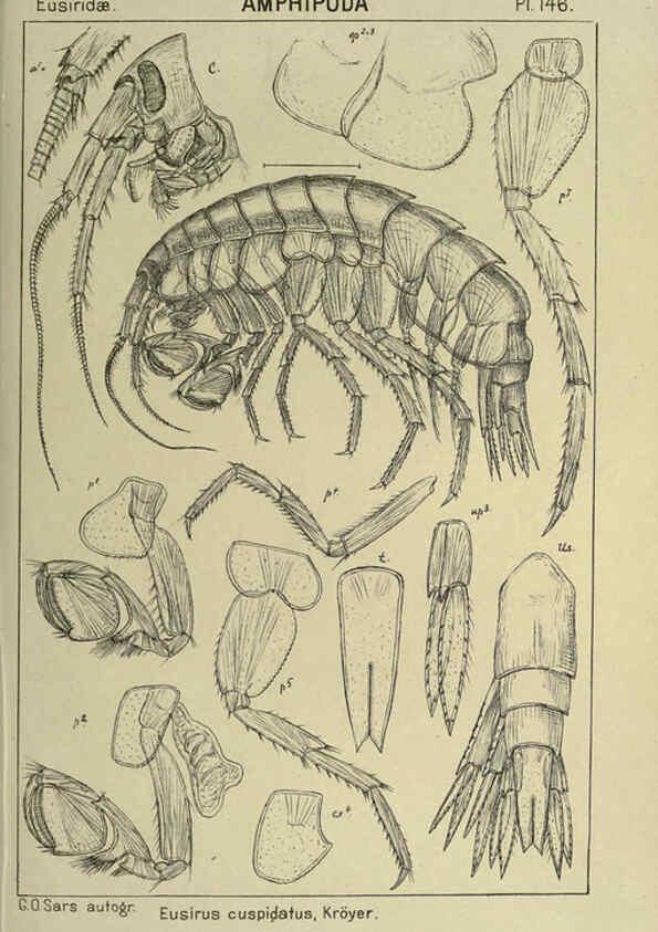 Reproducción/Reproduction 6195468420: An account of the Crustacea of Norway. v.1 Amphipoda (plates) Christiania,A. Cammermeyer,1895-1928