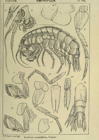 Reproducción/Reproduction 6195468420: An account of the Crustacea of Norway. v.1 Amphipoda (plates) Christiania,A. Cammermeyer,1895-1928