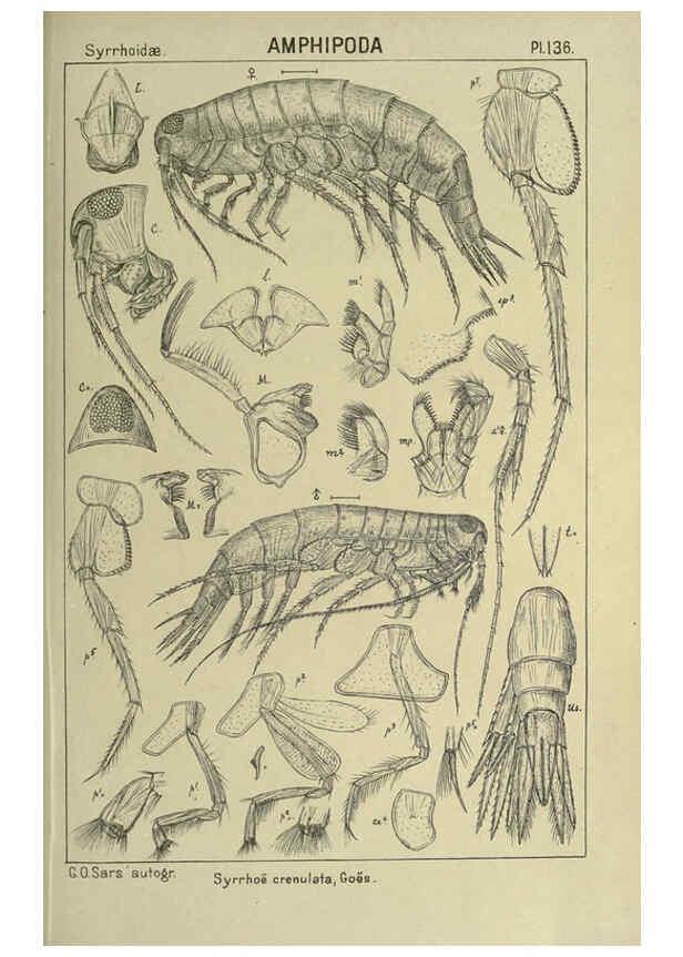 Reproducción/Reproduction 6194949055: An account of the Crustacea of Norway. v.1 Amphipoda (plates) Christiania,A. Cammermeyer,1895-1928