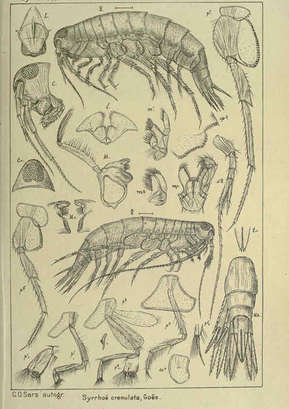Reproducción/Reproduction 6194949055: An account of the Crustacea of Norway. v.1 Amphipoda (plates) Christiania,A. Cammermeyer,1895-1928
