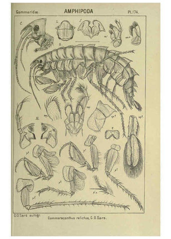 Reproducción/Reproduction 6195474486: An account of the Crustacea of Norway. v.1 Amphipoda (plates) Christiania,A. Cammermeyer,1895-1928