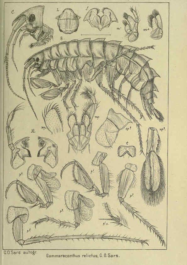 Reproducción/Reproduction 6195474486: An account of the Crustacea of Norway. v.1 Amphipoda (plates) Christiania,A. Cammermeyer,1895-1928