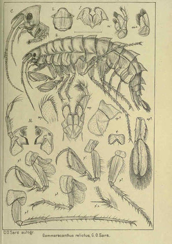 Reproducción/Reproduction 6195474486: An account of the Crustacea of Norway. v.1 Amphipoda (plates) Christiania,A. Cammermeyer,1895-1928
