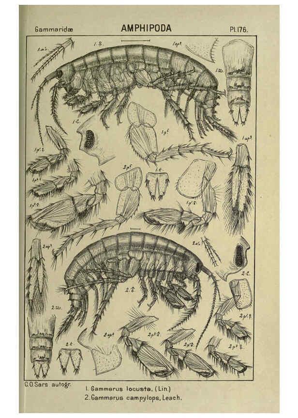 Reproducción/Reproduction 6194957747: An account of the Crustacea of Norway. v.1 Amphipoda (plates) Christiania,A. Cammermeyer,1895-1928