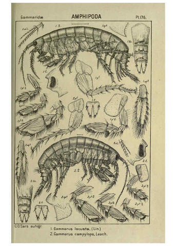 Reproducción/Reproduction 6194957747: An account of the Crustacea of Norway. v.1 Amphipoda (plates) Christiania,A. Cammermeyer,1895-1928
