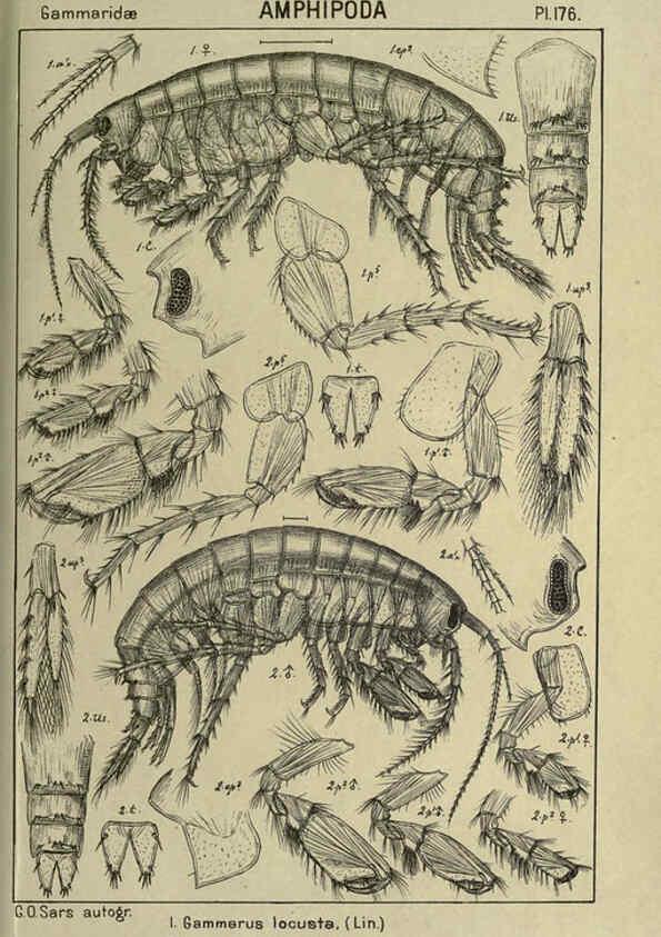 Reproducción/Reproduction 6194957747: An account of the Crustacea of Norway. v.1 Amphipoda (plates) Christiania,A. Cammermeyer,1895-1928