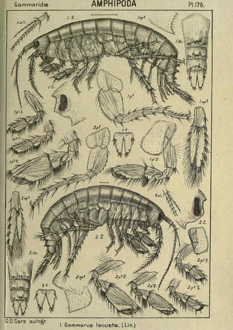 Reproducción/Reproduction 6194957747: An account of the Crustacea of Norway. v.1 Amphipoda (plates) Christiania,A. Cammermeyer,1895-1928