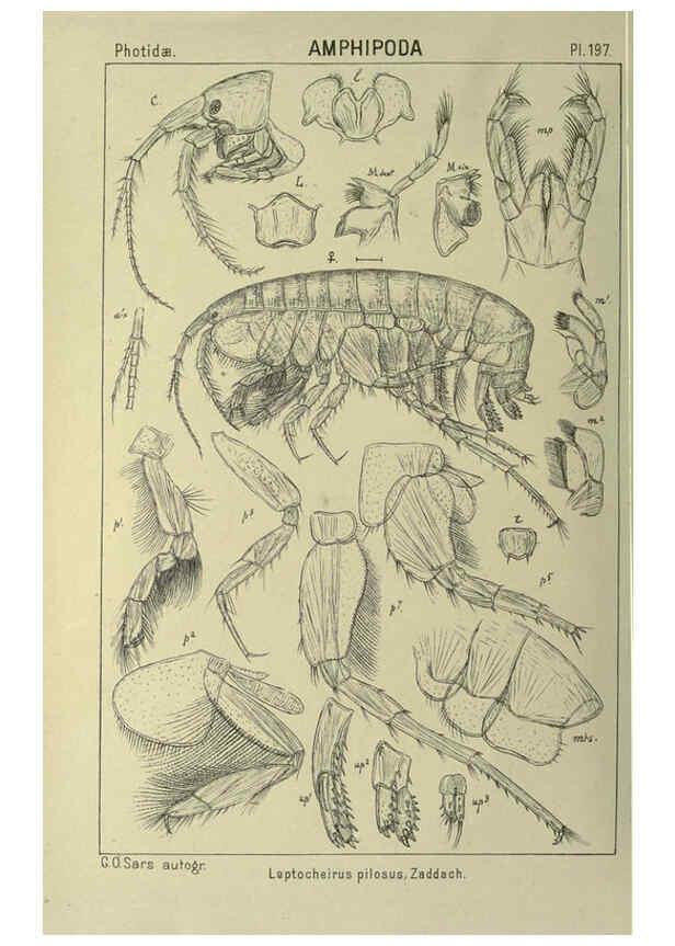 Reproducción/Reproduction 6194965123: An account of the Crustacea of Norway. v.1 Amphipoda (plates) Christiania,A. Cammermeyer,1895-1928