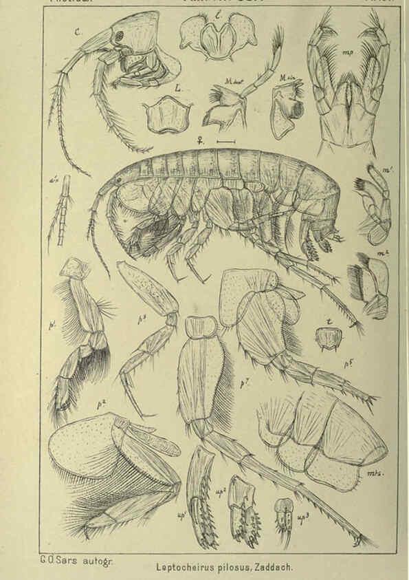 Reproducción/Reproduction 6194965123: An account of the Crustacea of Norway. v.1 Amphipoda (plates) Christiania,A. Cammermeyer,1895-1928