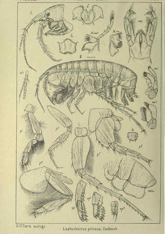 Reproducción/Reproduction 6194965123: An account of the Crustacea of Norway. v.1 Amphipoda (plates) Christiania,A. Cammermeyer,1895-1928