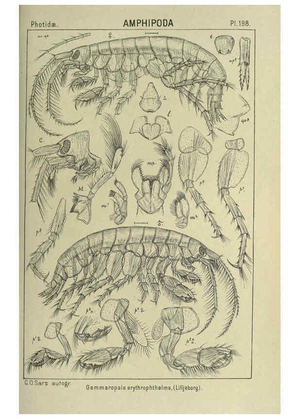 Reproducción/Reproduction 6194965317: An account of the Crustacea of Norway. v.1 Amphipoda (plates) Christiania,A. Cammermeyer,1895-1928