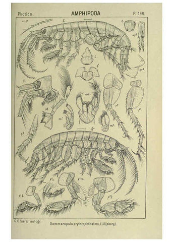 Reproducción/Reproduction 6194965317: An account of the Crustacea of Norway. v.1 Amphipoda (plates) Christiania,A. Cammermeyer,1895-1928