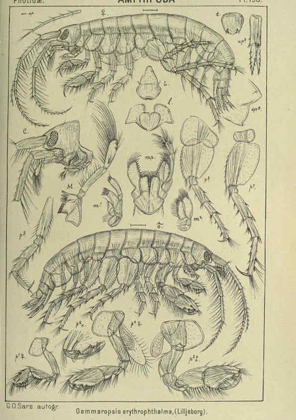 Reproducción/Reproduction 6194965317: An account of the Crustacea of Norway. v.1 Amphipoda (plates) Christiania,A. Cammermeyer,1895-1928