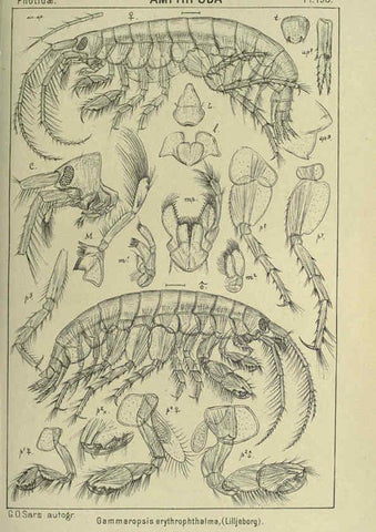 Reproducción/Reproduction 6194965317: An account of the Crustacea of Norway. v.1 Amphipoda (plates) Christiania,A. Cammermeyer,1895-1928
