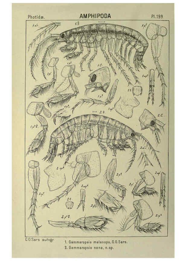 Reproducción/Reproduction 6194965505: An account of the Crustacea of Norway. v.1 Amphipoda (plates) Christiania,A. Cammermeyer,1895-1928