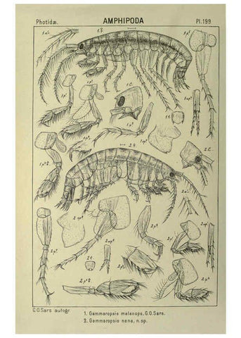 Reproducción/Reproduction 6194965505: An account of the Crustacea of Norway. v.1 Amphipoda (plates) Christiania,A. Cammermeyer,1895-1928