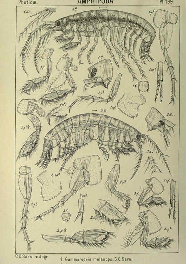 Reproducción/Reproduction 6194965505: An account of the Crustacea of Norway. v.1 Amphipoda (plates) Christiania,A. Cammermeyer,1895-1928