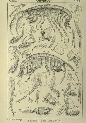 Reproducción/Reproduction 6194965505: An account of the Crustacea of Norway. v.1 Amphipoda (plates) Christiania,A. Cammermeyer,1895-1928