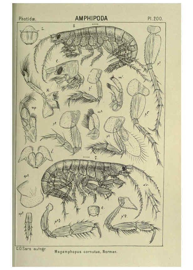 Reproducción/Reproduction 6194965681: An account of the Crustacea of Norway. v.1 Amphipoda (plates) Christiania,A. Cammermeyer,1895-1928