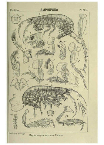 Reproducción/Reproduction 6194965681: An account of the Crustacea of Norway. v.1 Amphipoda (plates) Christiania,A. Cammermeyer,1895-1928