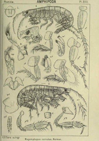 Reproducción/Reproduction 6194965681: An account of the Crustacea of Norway. v.1 Amphipoda (plates) Christiania,A. Cammermeyer,1895-1928