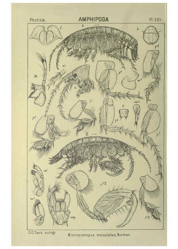 Reproducción/Reproduction 6194965855: An account of the Crustacea of Norway. v.1 Amphipoda (plates) Christiania,A. Cammermeyer,1895-1928