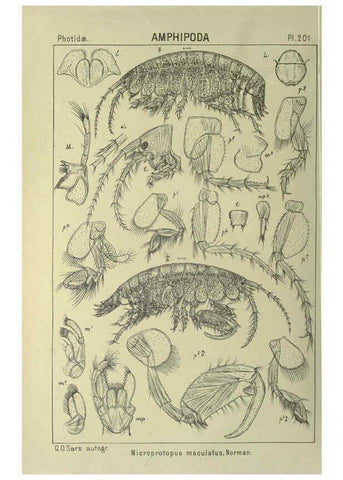 Reproducción/Reproduction 6194965855: An account of the Crustacea of Norway. v.1 Amphipoda (plates) Christiania,A. Cammermeyer,1895-1928
