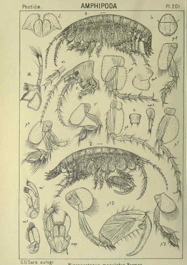 Reproducción/Reproduction 6194965855: An account of the Crustacea of Norway. v.1 Amphipoda (plates) Christiania,A. Cammermeyer,1895-1928
