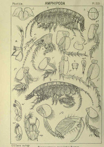 Reproducción/Reproduction 6194965855: An account of the Crustacea of Norway. v.1 Amphipoda (plates) Christiania,A. Cammermeyer,1895-1928